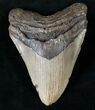 Megalodon Tooth - North Carolina #13985-1